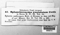 Image of Splanchnonema pustulatum